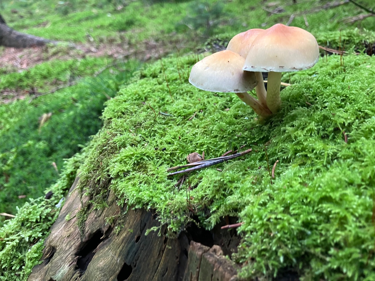 Paddenstoelen op een boomstam met mos Paddenstoelen op een boomstam met mos