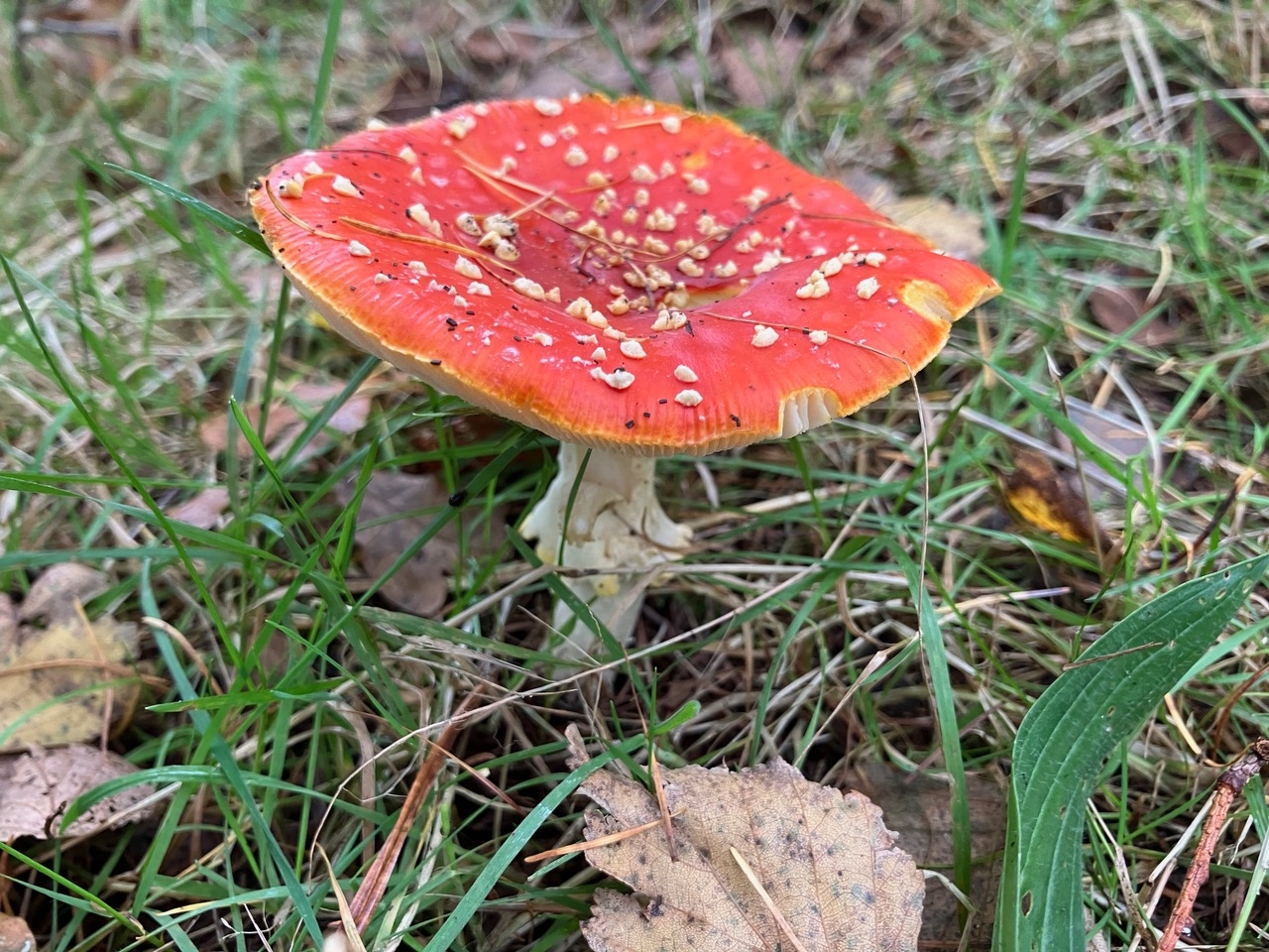 Paddenstoel Paddenstoel